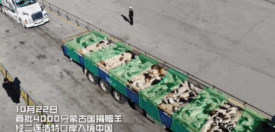 蒙古国捐给中国3万只羊去哪了？已经进入了隔离区