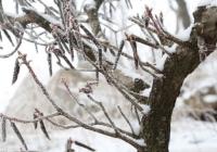 “迎冬奥·游四川”冬季旅游在成都大邑西岭雪山举行 拉开四川冬季旅游系列活动帷幕 “迎冬奥·游四川”冬季旅游在成都大邑西岭雪山举行 拉开四川冬季旅游系列活动帷幕