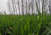 浙江宁波今年粮食播种面积超170万亩  有望超额完成任务  浙江宁波今年粮食播种面积超170万亩  有望超额完成任务