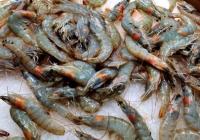 一级厨师万良高提示:生腌海鲜制作虽简单  但卫生安全无法保证 一级厨师万良高提示:生腌海鲜制作虽简单  但卫生安全无法保证